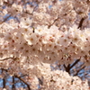 満開の枝