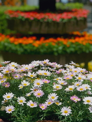花壇