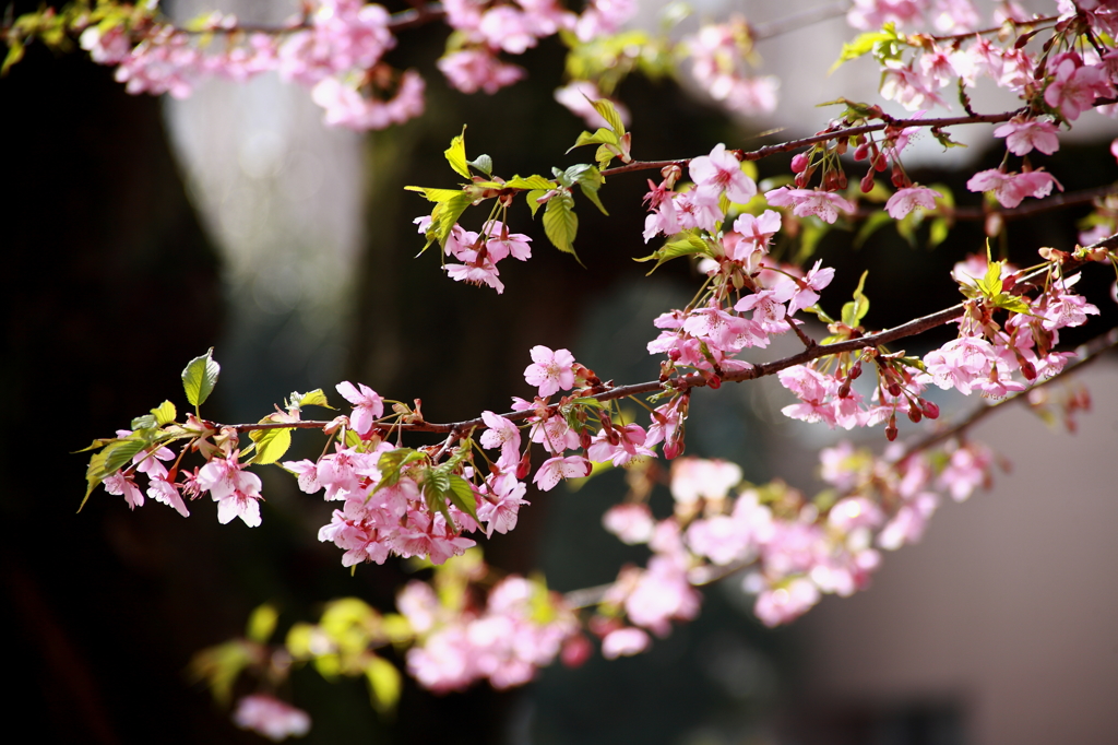 葉桜