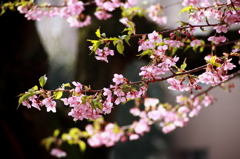 葉桜