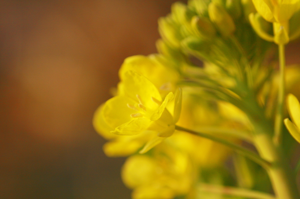 菜の花