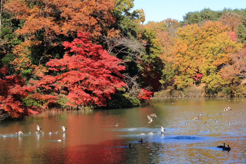 鴨発つ池の紅葉