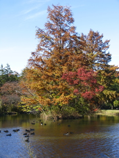 鴨池の秋