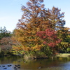 鴨池の秋