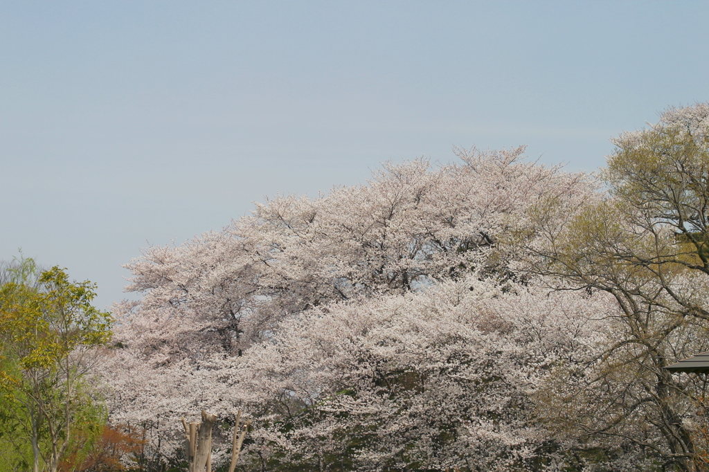 桜の風景