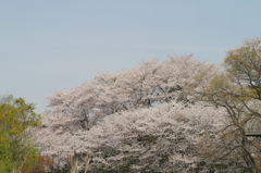 桜の風景