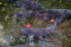 真鯉と落ち葉