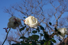 冬の白バラ