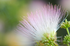 ねむの木の花