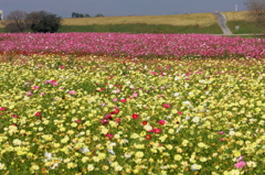 花の絨毯