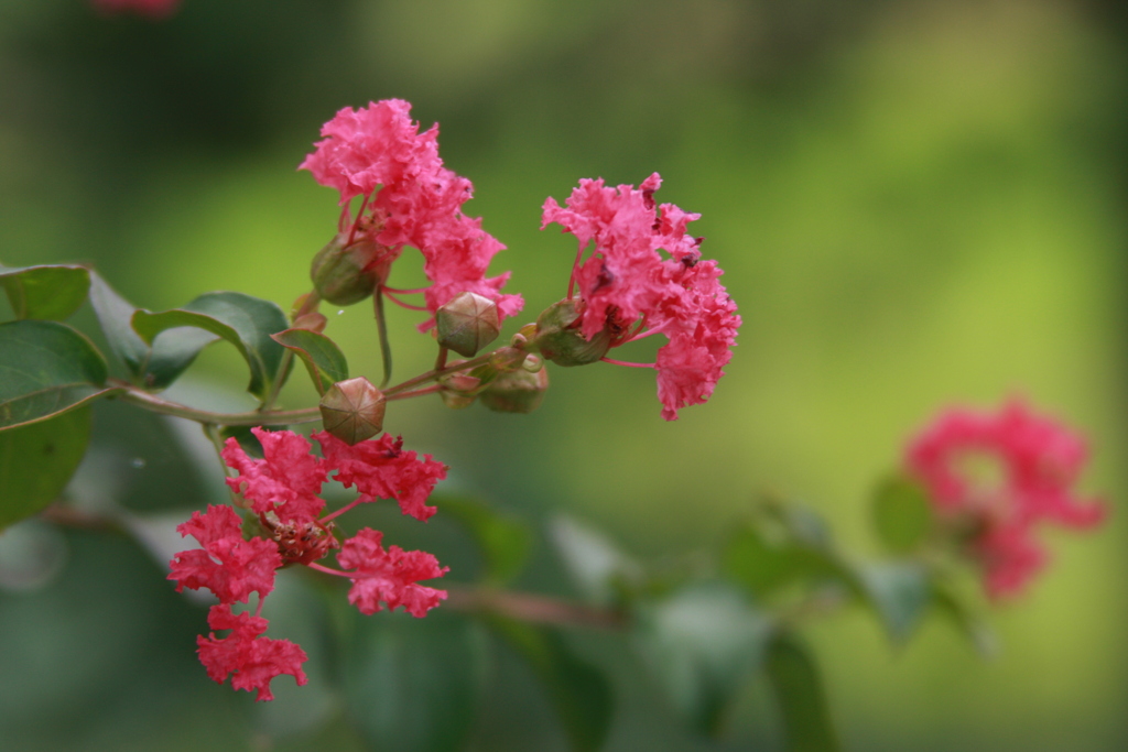 サルスベリの花