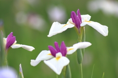 洋風の花菖蒲