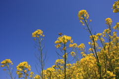 春の菜の花