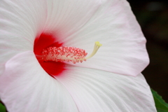 芙蓉
