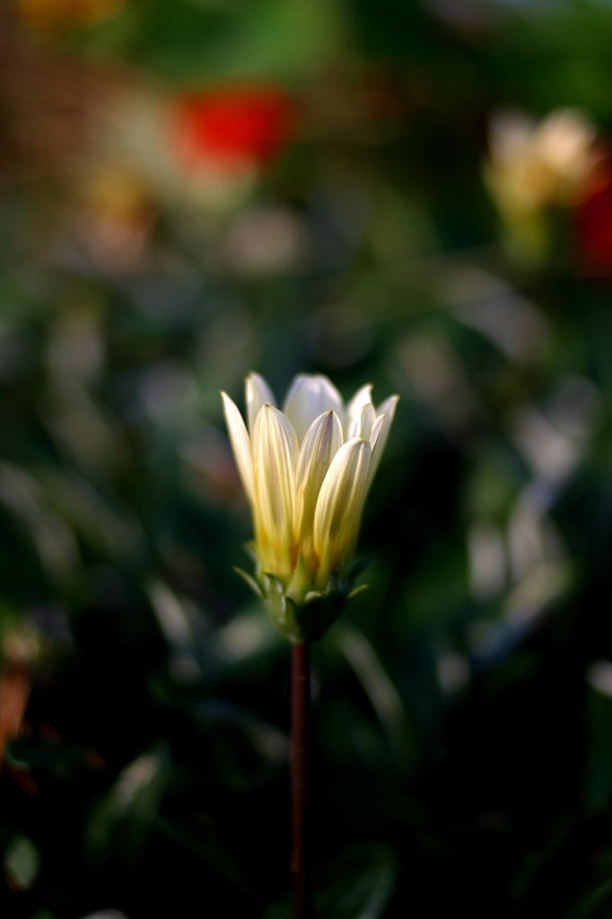 咲く花
