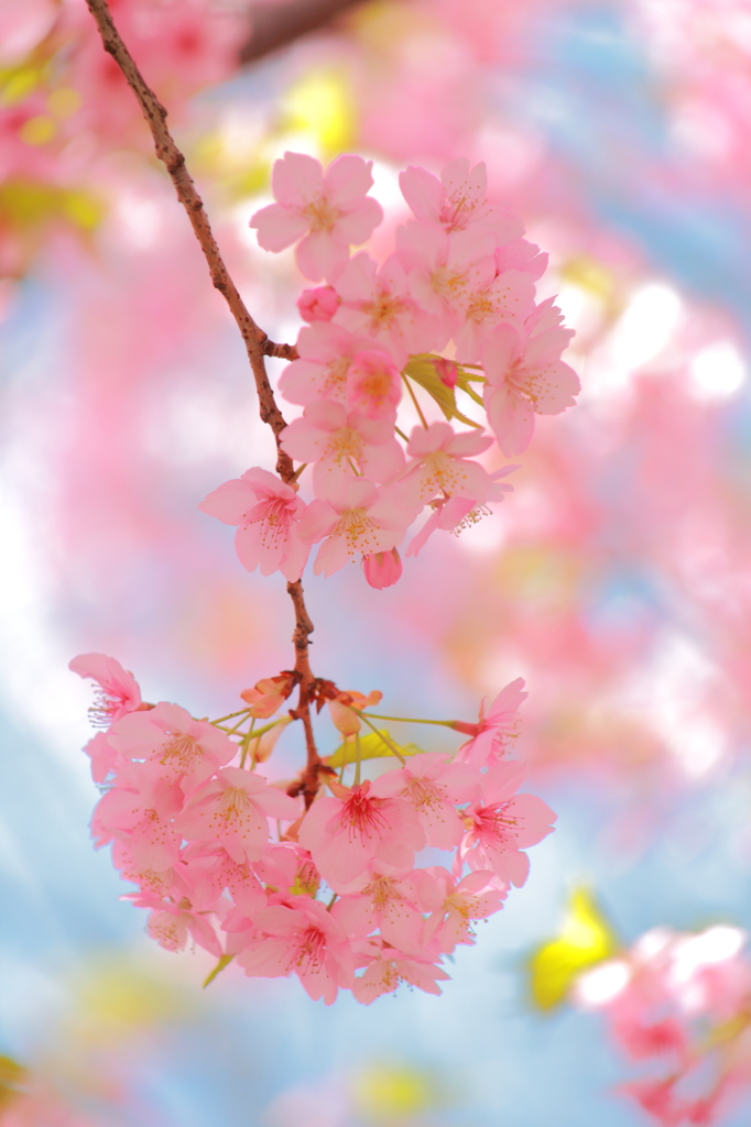 桜一房