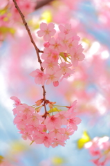 桜一房