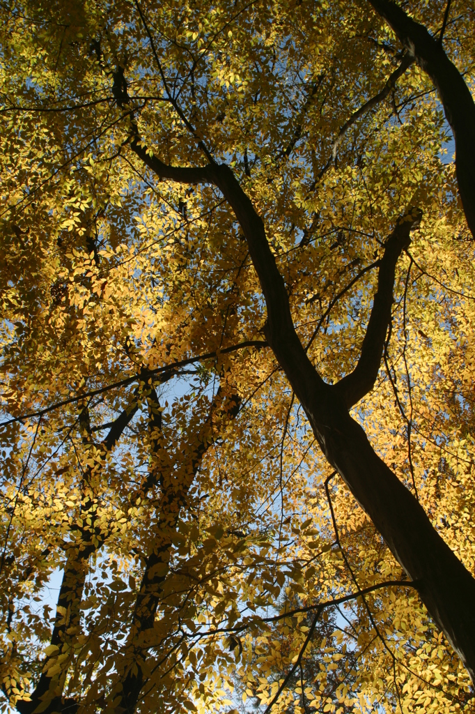 ケヤキの紅葉