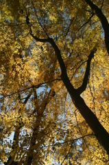 ケヤキの紅葉