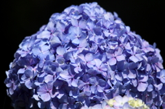 山盛り紫陽花