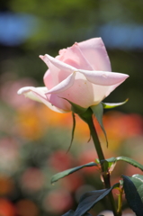 淡いピンクの薔薇