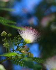 ねむの木の花