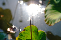 赤とんぼ 蓮花を偲ぶ 午後の池