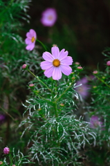 緑葉の秋桜