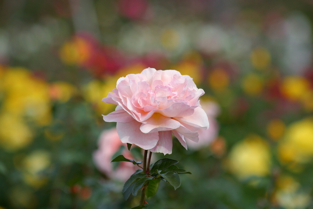 薔薇咲く公園で