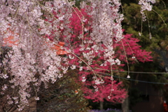 枝垂れ桜と