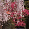 枝垂れ桜と