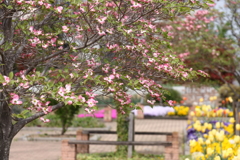 公園の花水木