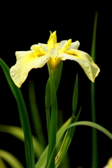 黄色い菖蒲