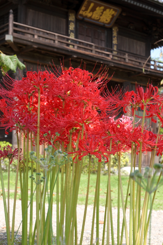 山門の彼岸花