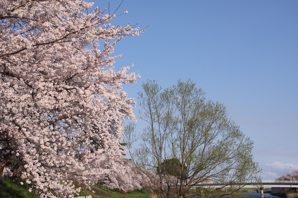 川原の桜