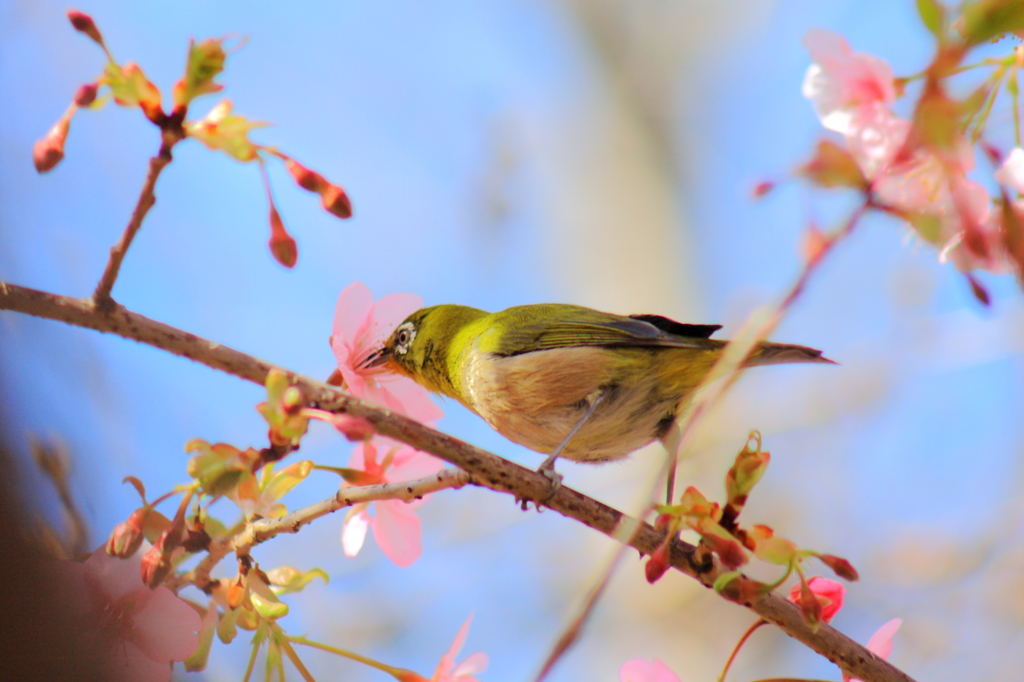 こっちの花は甘いぞ