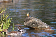 池石のカワセミ