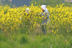 菜の花道