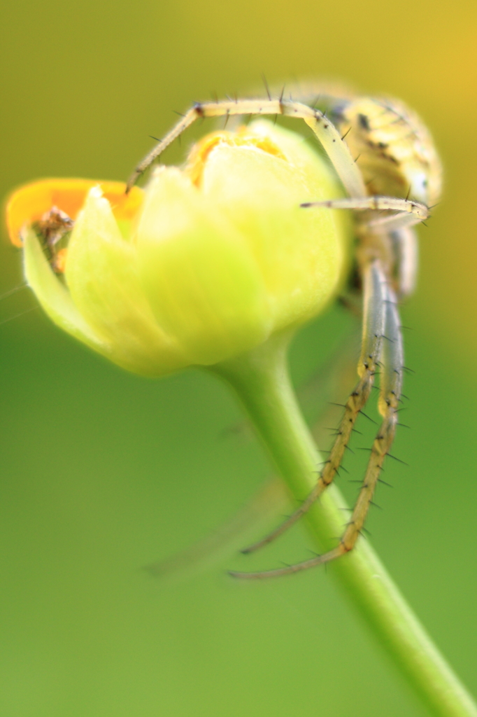花で餌待つ蜘蛛