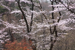山の桜