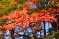 里山のモミジ