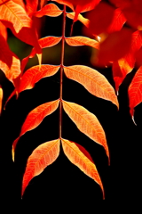 紅い葉脈