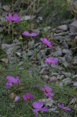 花の終わりに