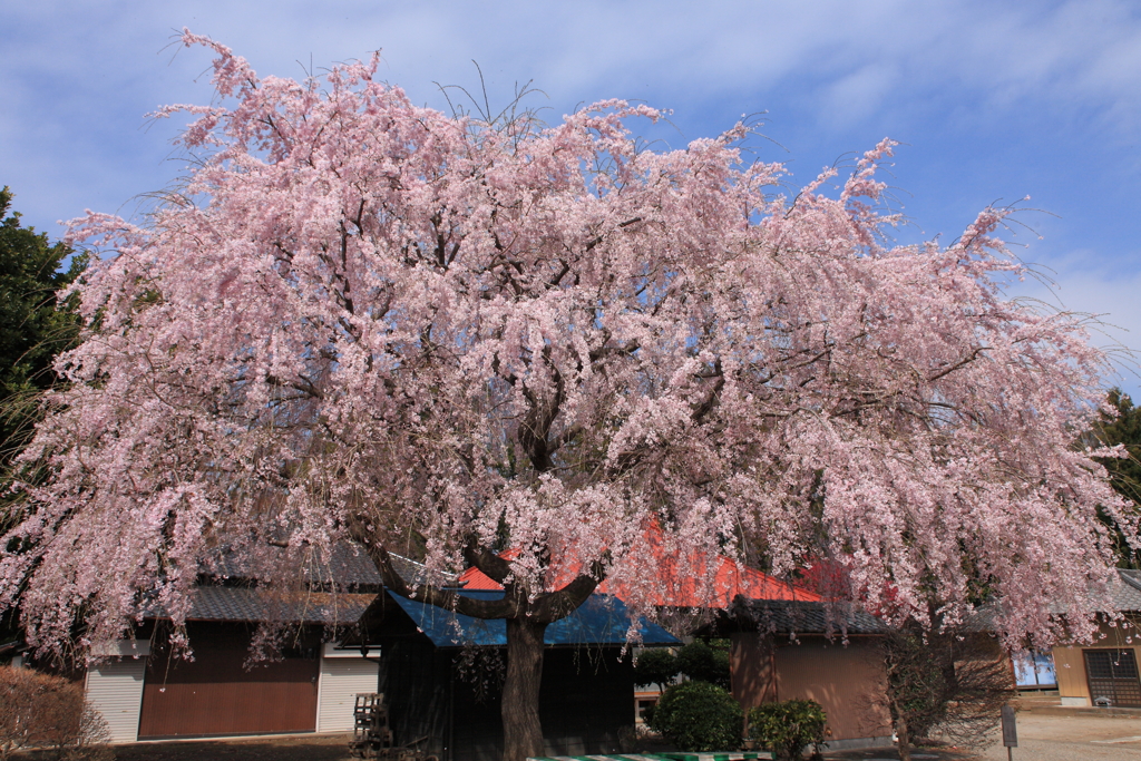 里寺の一本桜