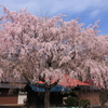 里寺の一本桜