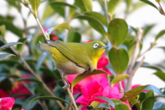 山茶花とメジロ