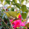 山茶花とメジロ