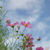 秋桜空を慕う