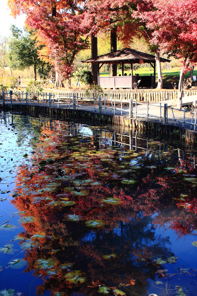 池の紅葉