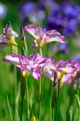 菖蒲